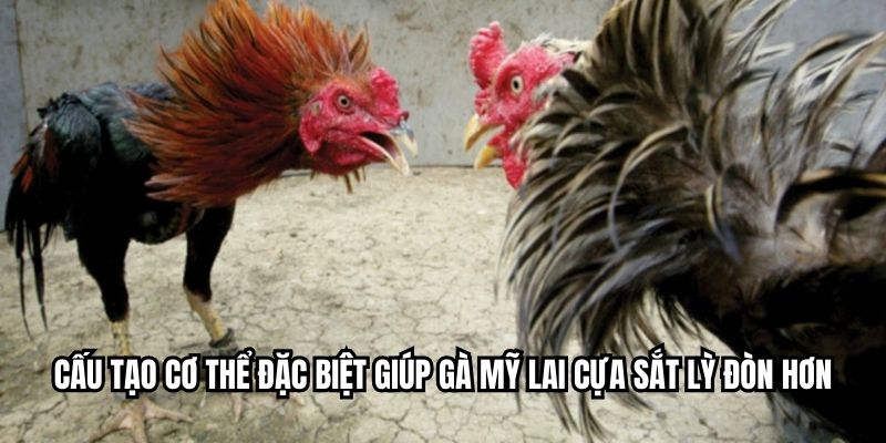 Cấu tạo cơ thể đặc biệt giúp gà Mỹ lai cựa sắt lỳ đòn hơn