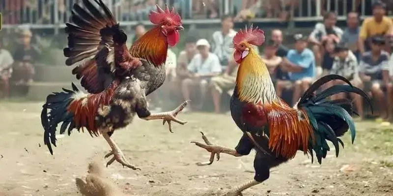 Chuyên mục đá gà NEW88 mang lại cơ hội trúng thưởng rất lớn
