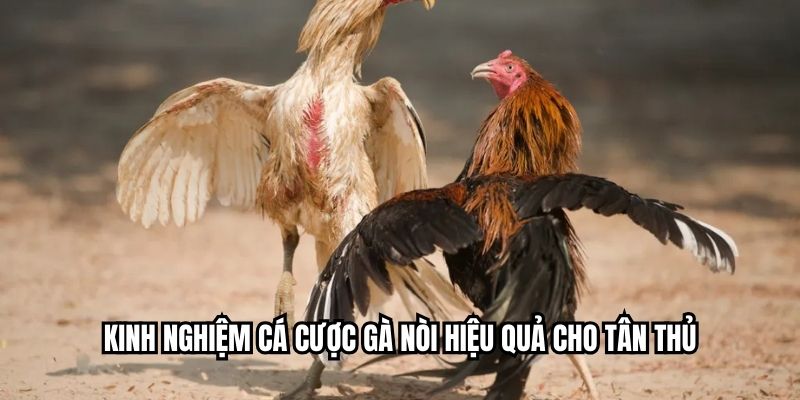 Kinh nghiệm cá cược gà nòi hiệu quả cho tân thủ