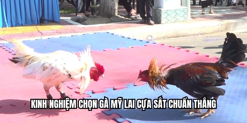 Kinh nghiệm chọn gà Mỹ lai cựa sắt chuẩn thắng