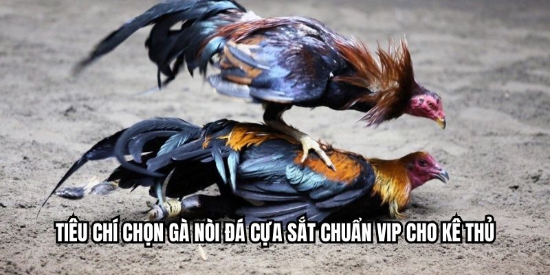 Tiêu chí chọn gà nòi đá cựa sắt chuẩn VIP cho kê thủ