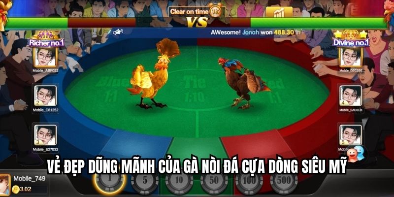 Vẻ đẹp dũng mãnh của gà nòi đá cựa sắt dòng siêu Mỹ