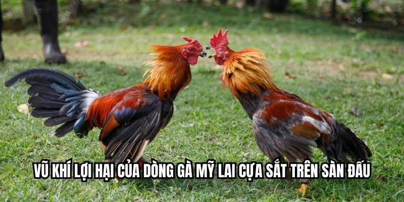 Vũ khí lợi hại của dòng gà Mỹ lai cựa sắt trên sàn đấu