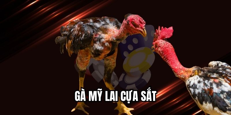 gà Mỹ lai cựa sắt